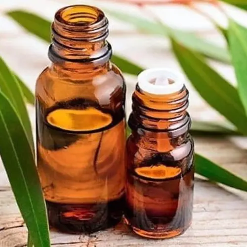 Botellas de vidrio con aceite esencial de eucalipto y hojas frescas