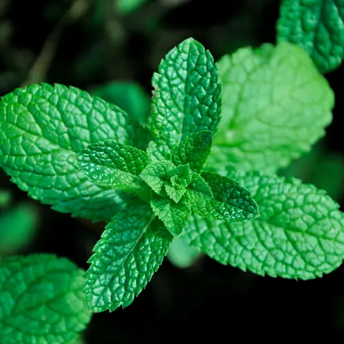 Hojas de menta fresca que contienen mentol natural