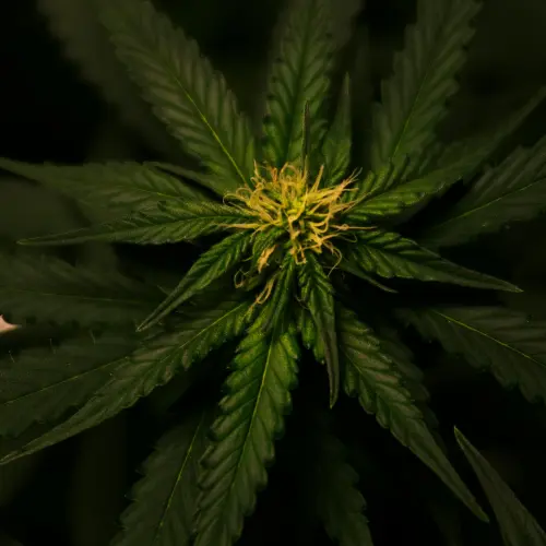Planta de cannabis sativa rica en cannabidiol (CBD) con propiedades relajantes